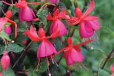 popular-fuchsias.webp